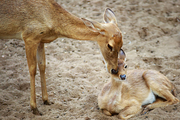 istock mother and baby deer in zoo 469096416