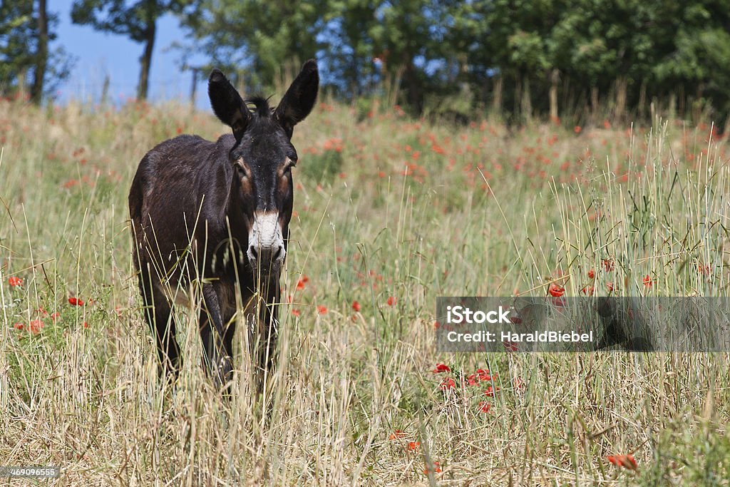 Burro em Itália, Le Marche - Royalty-free Agricultura Foto de stock