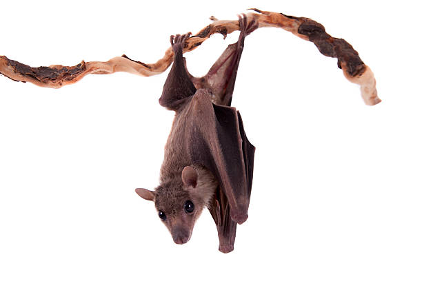 egyptian fruit bat isolated on white - vleerhond stockfoto's en -beelden