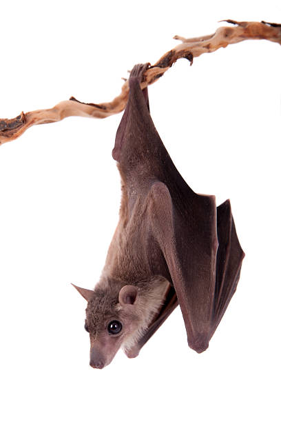 istock Egyptian fruit bat isolated on white 469098610