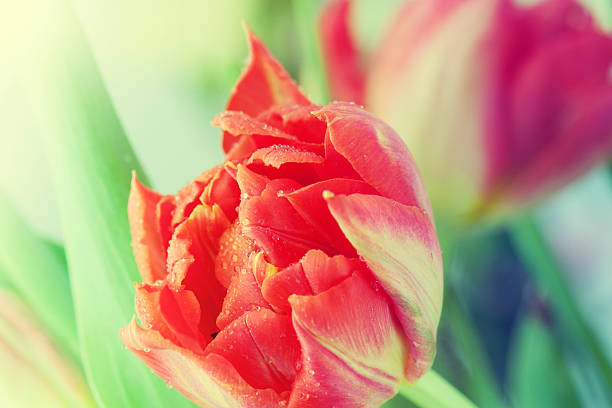 czerwony tulipan bud z kropelek wody. - cut out tulip close up drop zdjęcia i obrazy z banku zdjęć