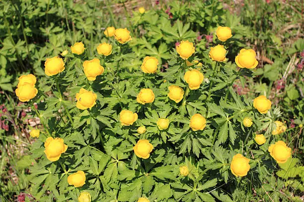 Globeflower (Trollius) blooms in a meadow - nature in Poland