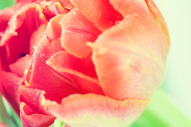 tulipán rojo bud con gotas de agua. - cut out tulip close up drop fotografías e imágenes de stock