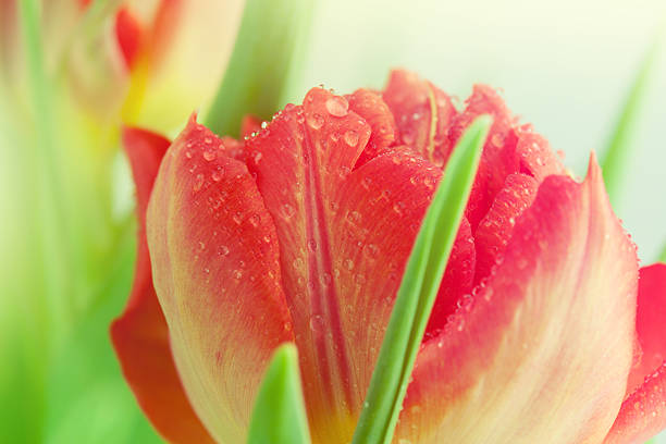 tulipán. - cut out tulip close up drop fotografías e imágenes de stock