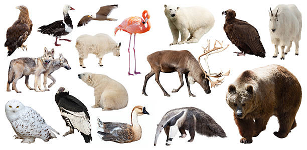 istock Set of  North American animals. Isolated on white 469099466