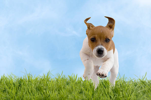 istock Jack Russell Terrier puppy jumps on meadow 469100200