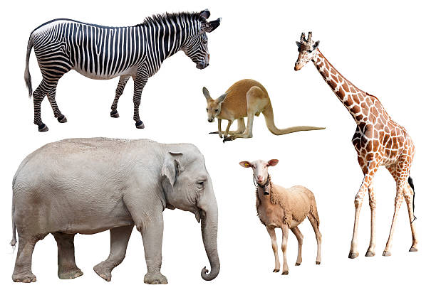 istock Zebra, Elephant, Sheep, Kangaroo and Giraffe Isolated 469100838