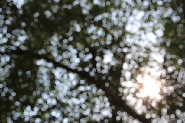 istock blurry background of branch shade 469101018