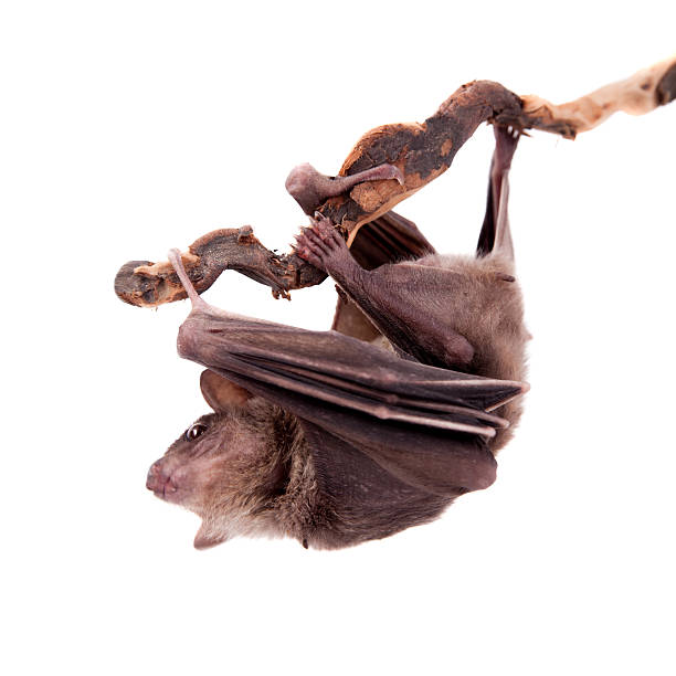 Egyptian fruit bat isolated on white Egyptian fruit bat or rousette, Rousettus aegyptiacus. on white background rousettus aegyptiacus stock pictures, royalty-free photos & images