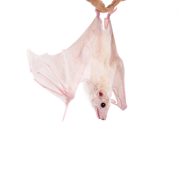 Egyptian fruit bat isolated on white Egyptian fruit bat or rousette, Rousettus aegyptiacus. on white background rousettus aegyptiacus stock pictures, royalty-free photos & images