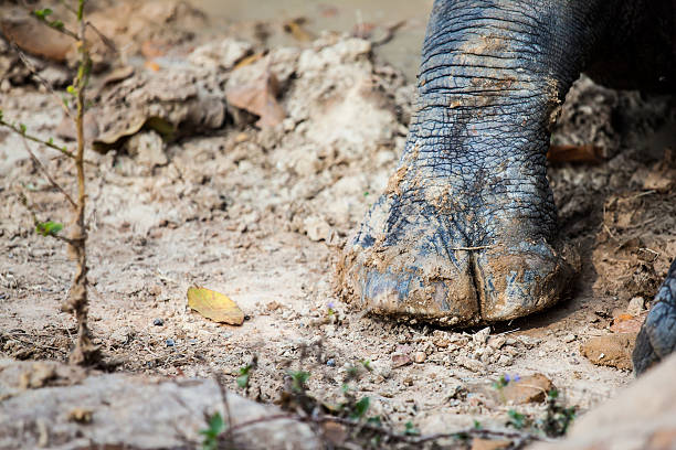 Close up rhino foot muddy on ground. It's left front foot