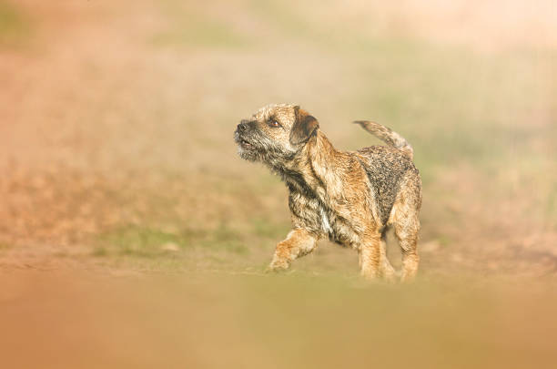 beautiful fun border terrier dog puppy running
