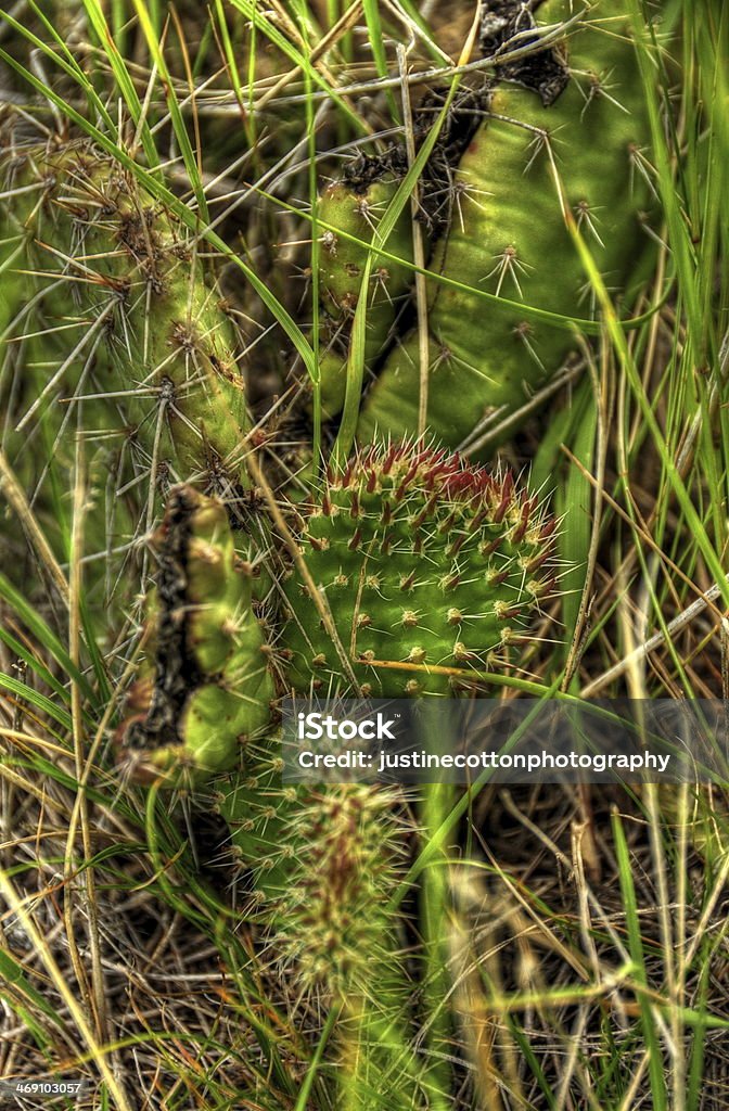 Flor de cacto - Foto de stock de Afiado royalty-free