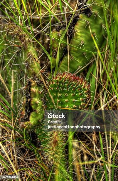 Cato Flor - Fotografias de stock e mais imagens de Afiado - Afiado, Agulha - Parte de planta, Cabeça de Flor