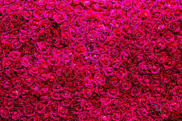 istock Natural red roses background Of Valentines Day 469103291
