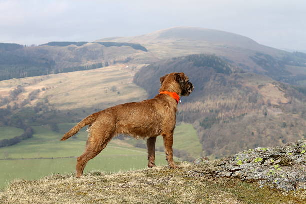 Border Terrier Female with collar stood on summit Hallin Fell Working Border Terrier Female, red grizzle in colour, wearing a collar stood on the summit of Hallin Fell, at the side of Lake Ullswater, in the Lake District, Cumbria, England. airedale terrier stock pictures, royalty-free photos & images
