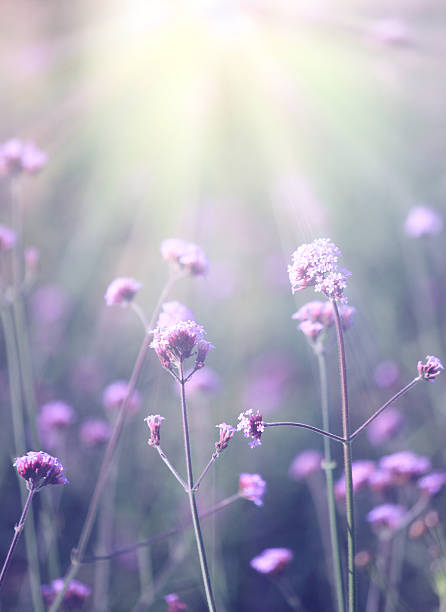 istock Purple flowers 469104995