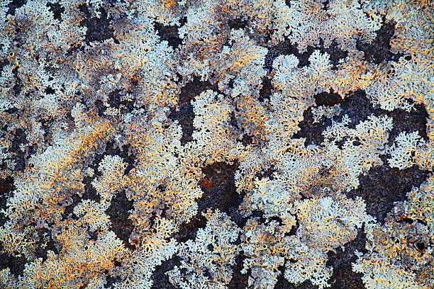 istock Background with the image of lichen 469105017