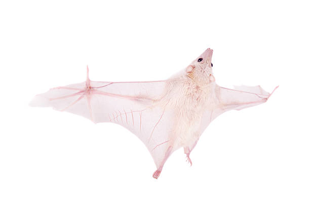 Halloween bat on dark background. 3D illustration