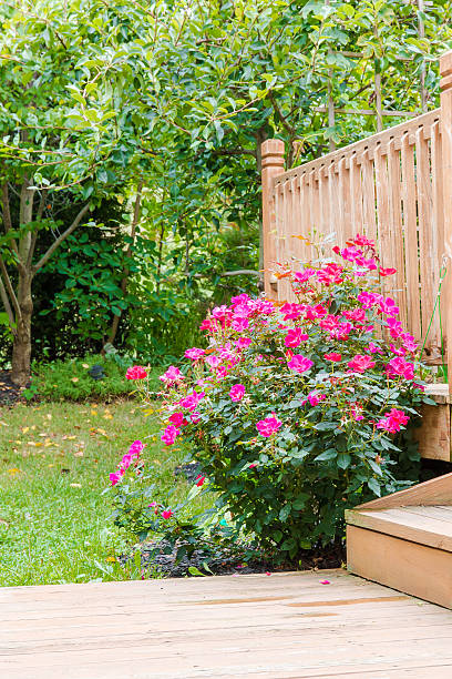 Knock out rose bush in the garden