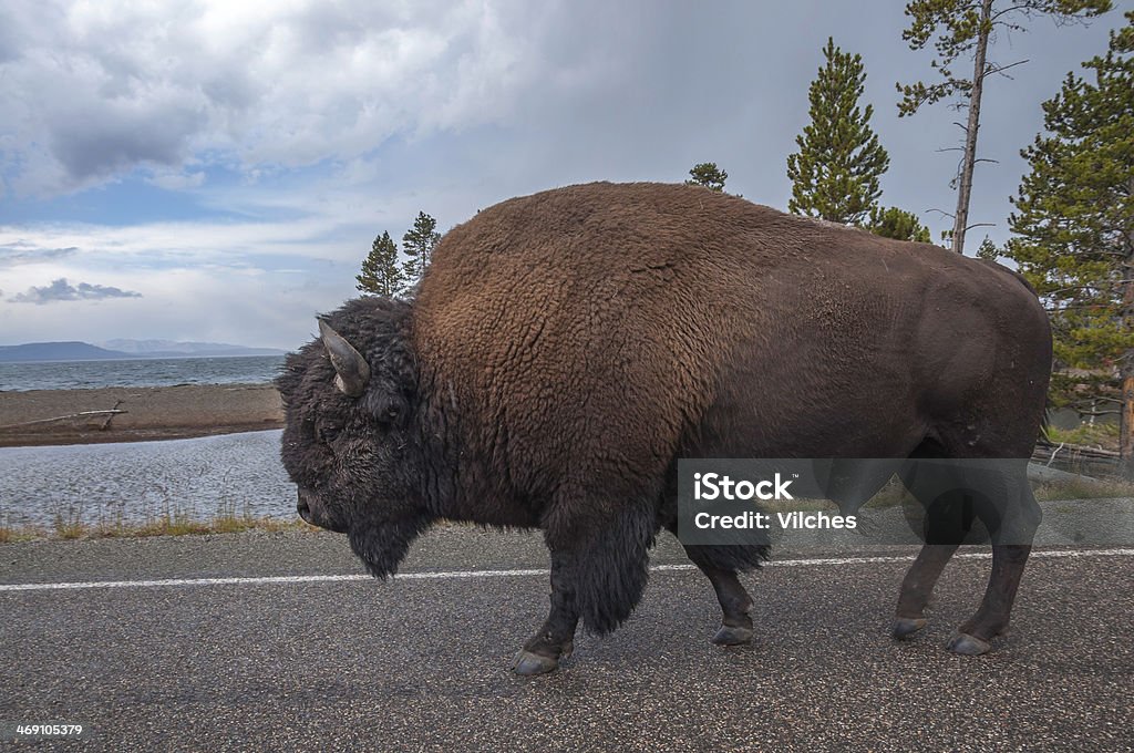 Buffalo taking the easy path Large buffalo walking in one of the roads of the Yellowstone National Park USA. American Bison Stock Photo