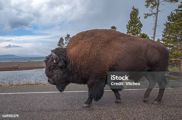 Buffalo Taking The Easy Path Stock Photo - Download Image Now - American Bison, Animal, Animal Hair