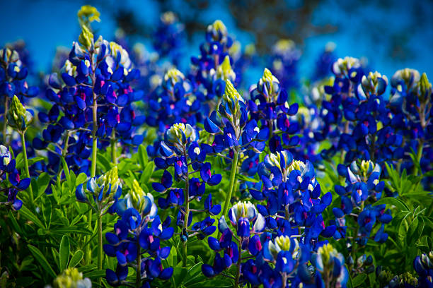 istock Texas Bluebonnets Flowers Close Up 469106030