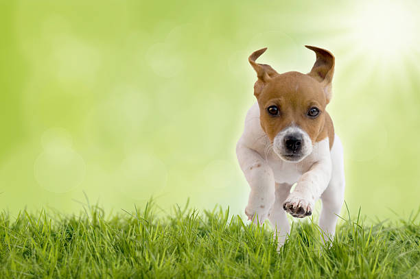 istock Jack Russell Terrier puppy jumps on meadow 469106440
