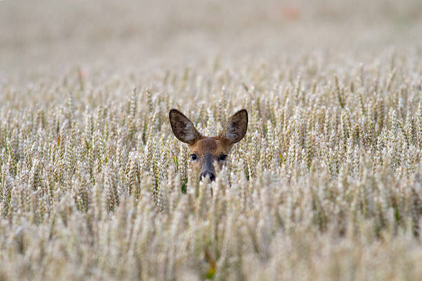 istock Roe in a field of corn 469106530