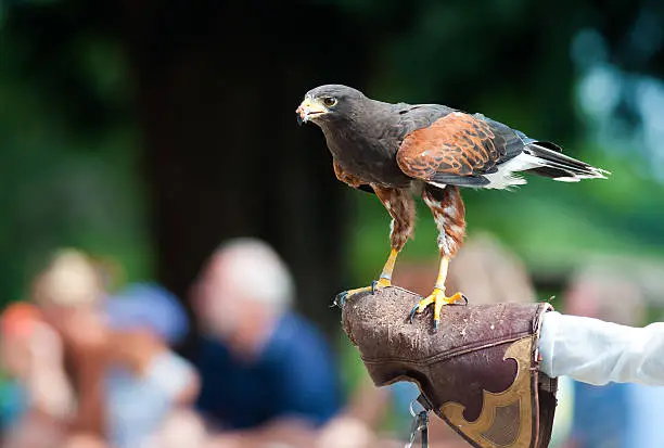 Photo of falcon on human hand