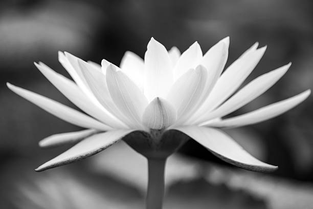 istock lotus in black and white 469107186