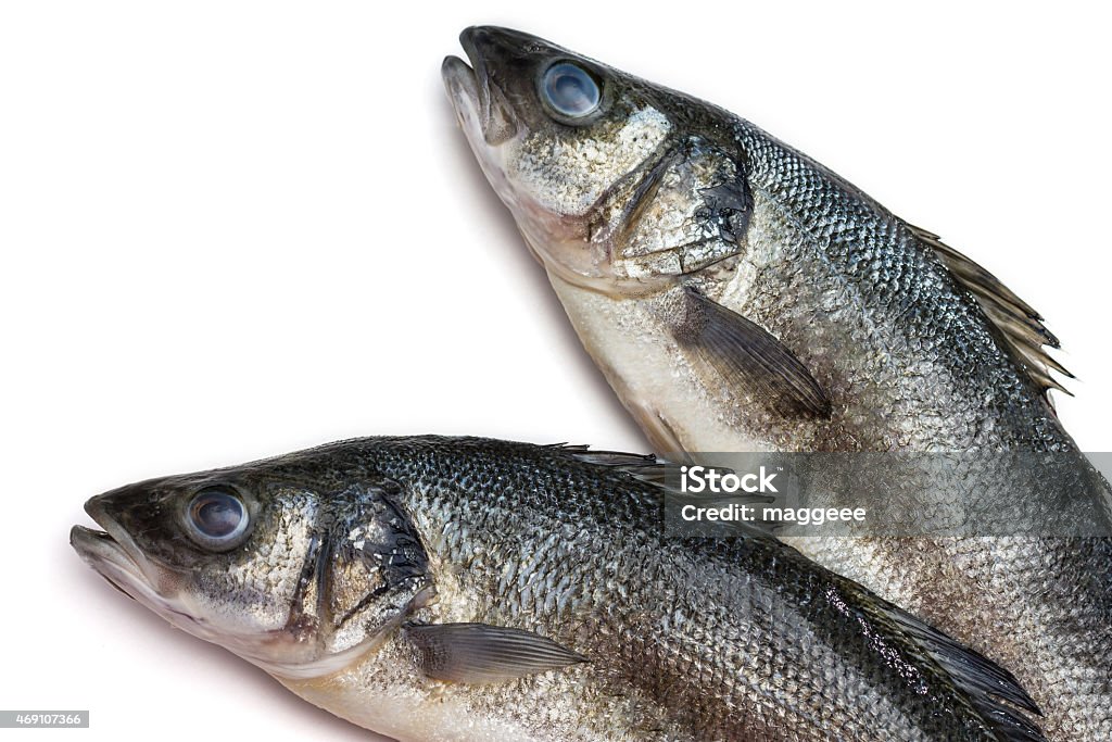 Sea bass fish on withe background 2015 Stock Photo