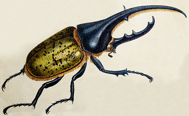 ilustraciones, imágenes clip art, dibujos animados e iconos de stock de escarabajo hércules o dynastes hercules, insecto animales antigüedades de ilustración - rhinoceros beetles