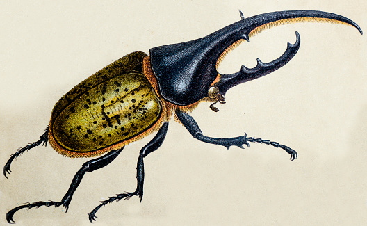 Hercules beetle or Dynastes hercules, insect animals antique illustration