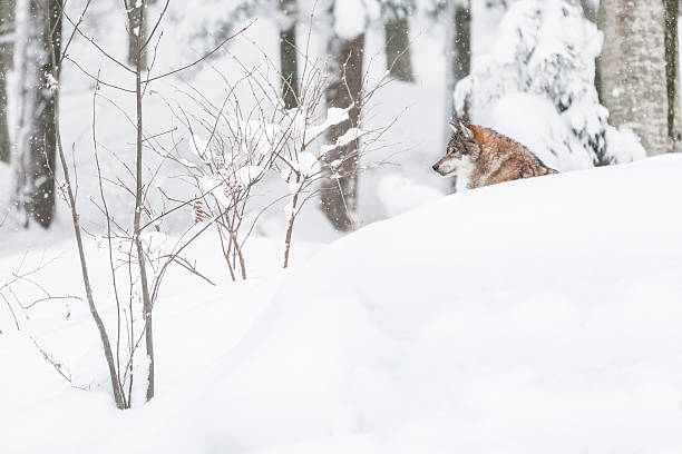 Wolf-dog in snowy forest