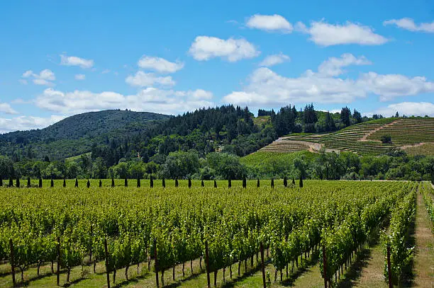 Straight rows of green grapevines grow in a vineyard in the Sonoma region of California.  Tree covered hills as well as more grapevines appear in the background under a blue sky.  Several large fluffy white clouds float above the landscape.