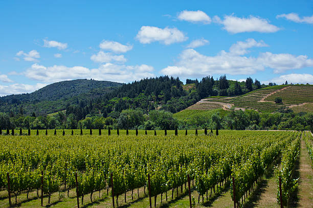 виноградник в сономе (sonoma), калифорния - vineyard napa valley agriculture sunset стоковые фото и изображения