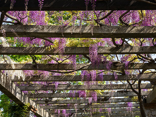 istock pergola with  Wisteria 469108070