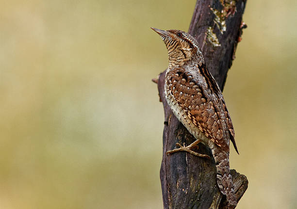 istock Wryneck male on the tree trunk 469108146