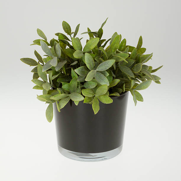istock Plastic plant in a flowerpot 469108885