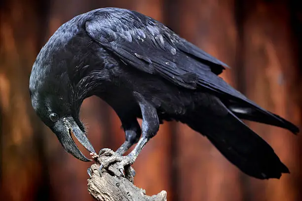 Big raven on a branch