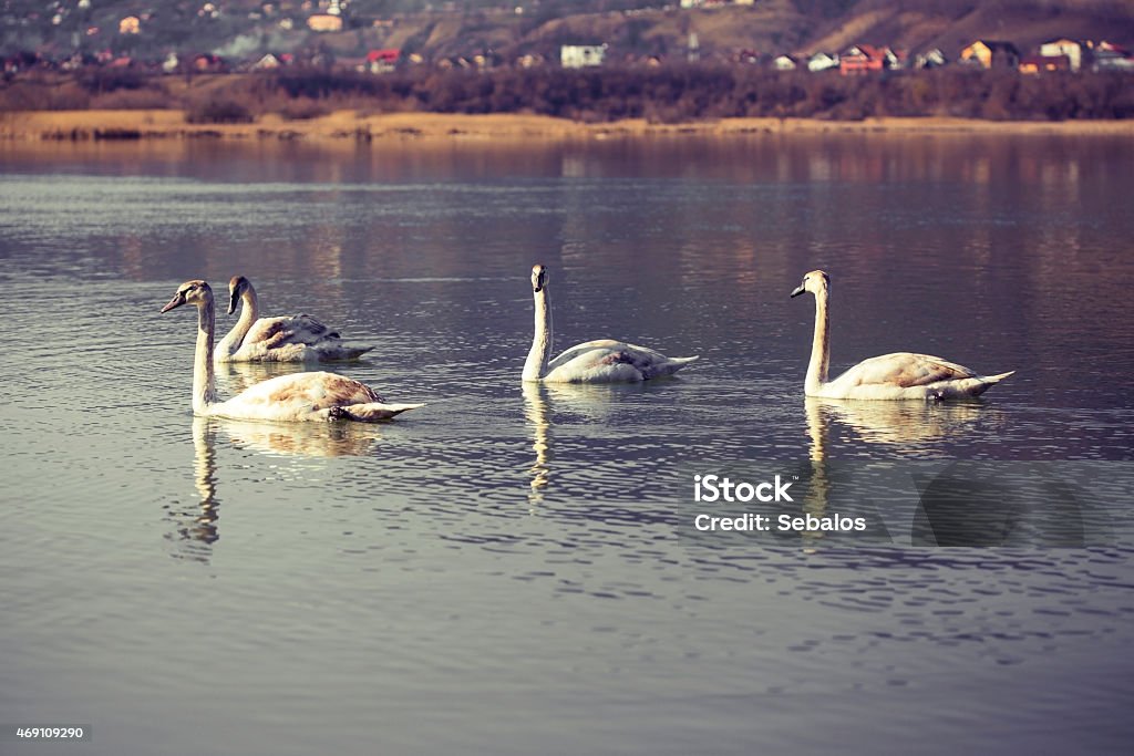 Swans Swans on blue lake water in sunny day 2015 Stock Photo