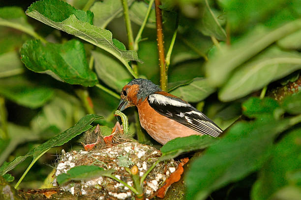 männliche buchfink ist füttern küken im nest - chaffinch stock-fotos und bilder