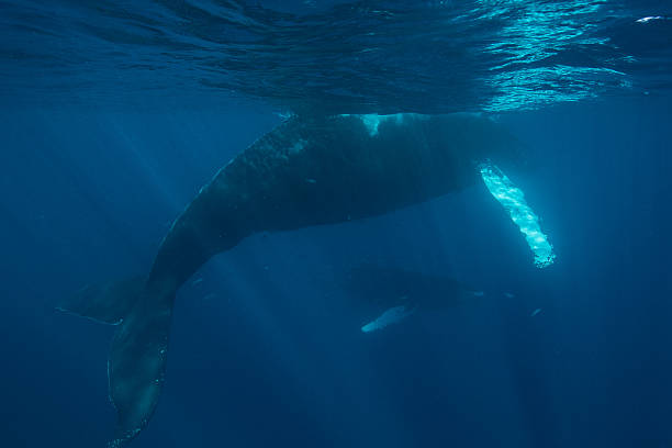 istock Humpback Mother and Calf 469109342