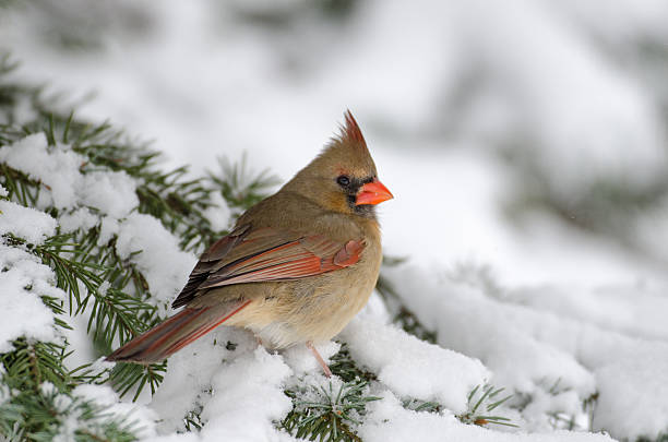 Northern cardinal in a tree Female Northern cardinal perched in a tree following a heavy winter snowstorm female cardinal bird stock pictures, royalty-free photos & images