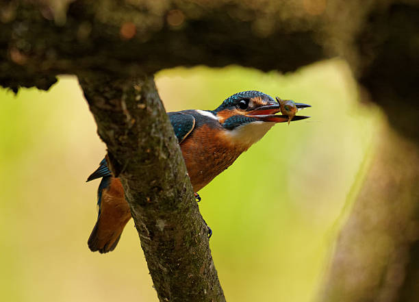 istock Kingfisher with fish in the beak 469110642