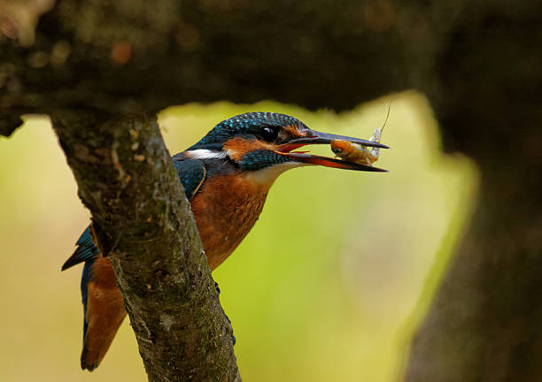 istock Kingfisher with fish in the beak,close 469110646