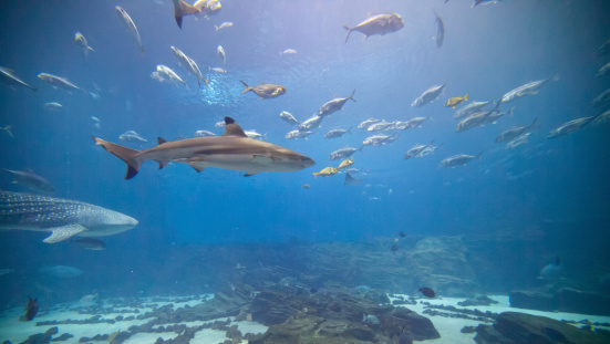 The main exhibit at Atlanta's Aquarium featuring numerous shark and fish of all kinds.