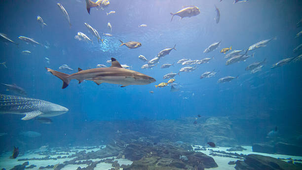 Underwater Wonderland stock photo