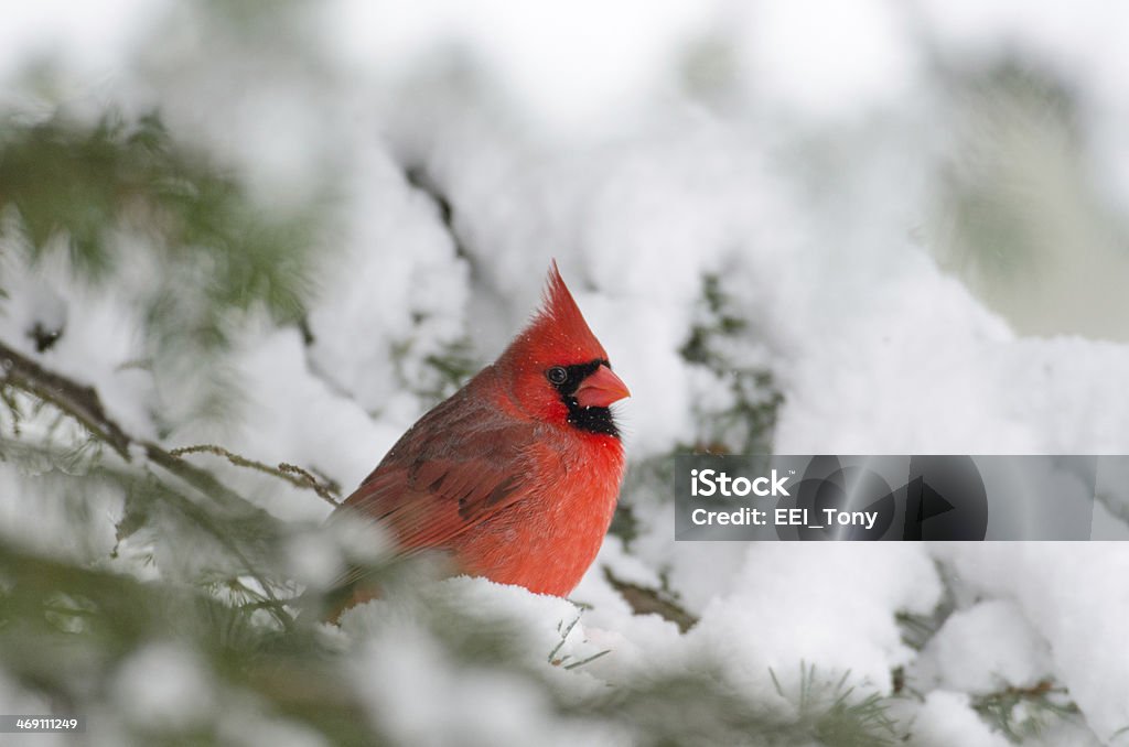 Northern cardinal perched in a tree Male northern cardinal sitting in an evergreen tree following a winter snowstorm Cardinal - Bird Stock Photo